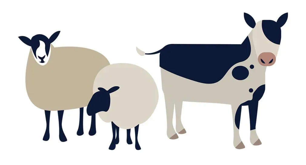 ilustração ovelhas